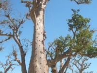 accrobaobab