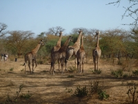 Reserve Bandia - Nianing-excursion.com