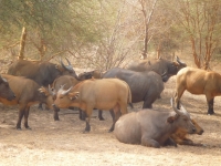 Reserve Bandia - Nianing-excursion.com