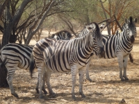 Reserve Bandia - Nianing-excursion.com