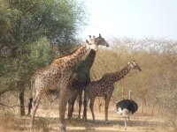 Reserve Bandia - Nianing-excursion.com