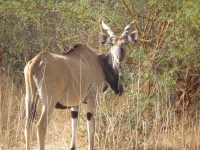 Reserve Bandia - Nianing-excursion.com