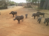 Reserve Bandia - Nianing-excursion.com