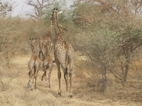 Reserve Bandia - Nianing-excursion.com