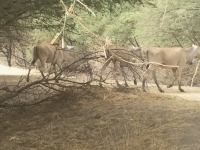 Reserve Bandia - Nianing-excursion.com