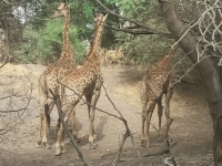 Reserve Bandia - Nianing-excursion.com