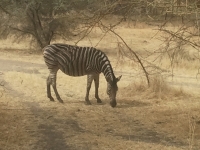 Reserve Bandia - Nianing-excursion.com