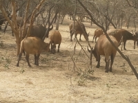 Reserve Bandia - Nianing-excursion.com
