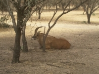Reserve Bandia - Nianing-excursion.com