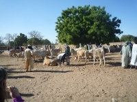 Marché de brousse de Sandaria