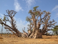 BaoBab Géant