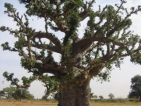 baobab_fleuri