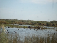 parc national Djoudj -nianing-excursion.com