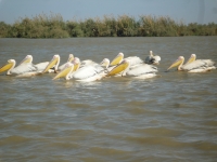 parc national Djoudj -nianing-excursion.com