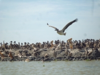 parc national Djoudj -nianing-excursion.com