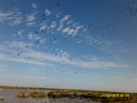 parc national Djoudj -nianing-excursion.com