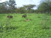 Reserve Bandia - Nianing-excursion.com