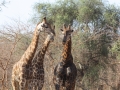 Reserve Bandia - Nianing-excursion.com