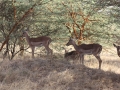 Reserve Bandia - Nianing-excursion.com