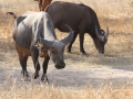 Reserve Bandia - Nianing-excursion.com