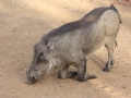 Reserve Bandia - Nianing-excursion.com