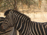 Zèbre - Reserve de Bandia