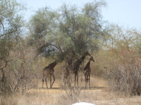 Girafe - Reserve de Bandia