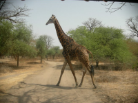 Girafe - Reserve de Bandia