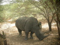 Rhino - Reserve de Bandia