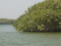 Sine Saloum - Nianing-excursion.com