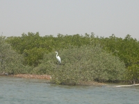 Sine Saloum - Nianing-excursion.com