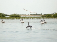 Pelicans Sine Saloum - Nianing-excursion.com