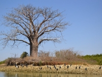 Delta Sine Saloum - Baobab - Nianing-excursion.com