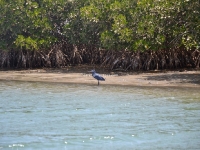 Delta Sine Saloum - Oiseaux