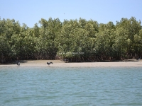 Delta Sine Saloum - Oiseaux