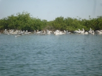 Pélicans Sine Saloum