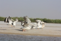 Oiseaux Sine Saloum - Nianing-excursion.com
