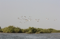 Oiseaux Sine Saloum - Nianing-excursion.com