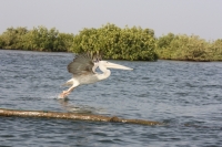 Oiseaux Sine Saloum - Nianing-excursion.com