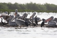 Oiseaux Sine Saloum - Nianing-excursion.com