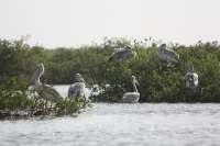 Oiseaux Sine Saloum - Nianing-excursion.com