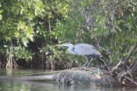Oiseaux Sine Saloum - Nianing-excursion.com