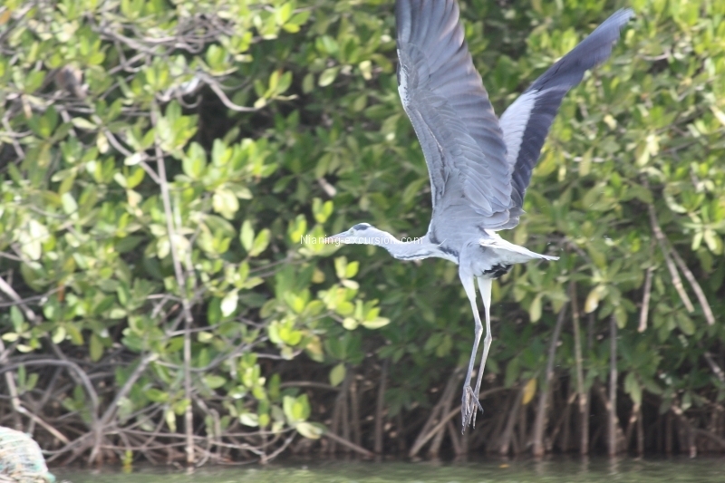 Oiseaux Sine Saloum - Nianing-excursion.com
