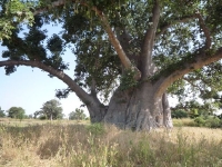 Baobab Nianing