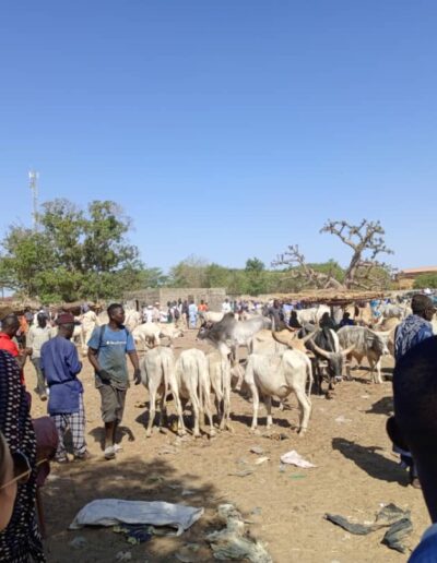 Excursions Sénégal - Sine Saloum & Marché de brousse avec Romane et Margaux - Nianing Excursion