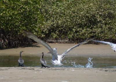 Delta du Sine Saloum