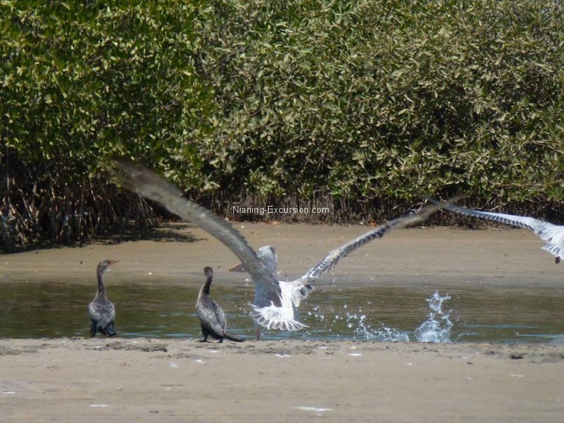 Delta du Sine Saloum