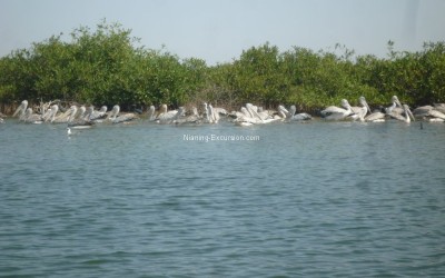 Sine Saloum – Nov.13