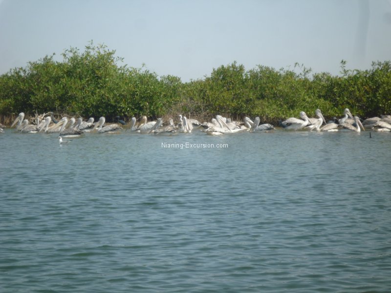 Sine Saloum – Nov.13